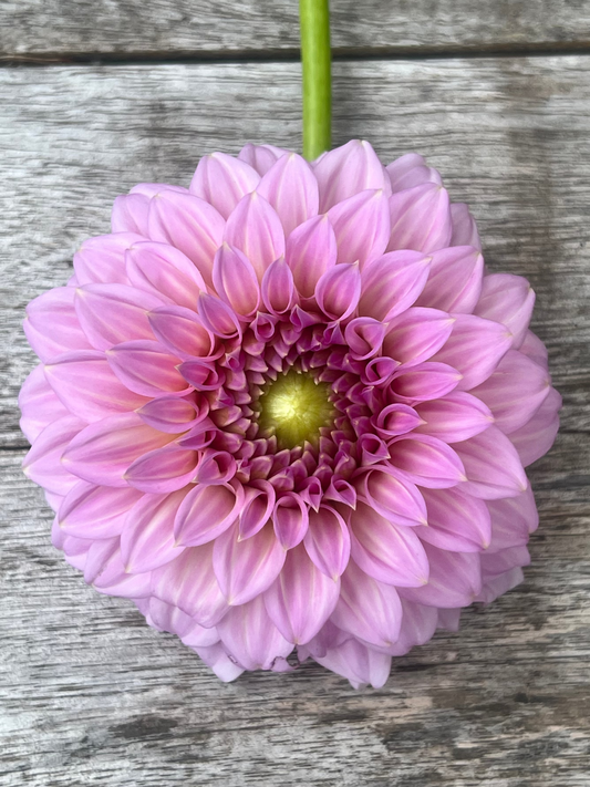 Araluen Leatrice dahlia
