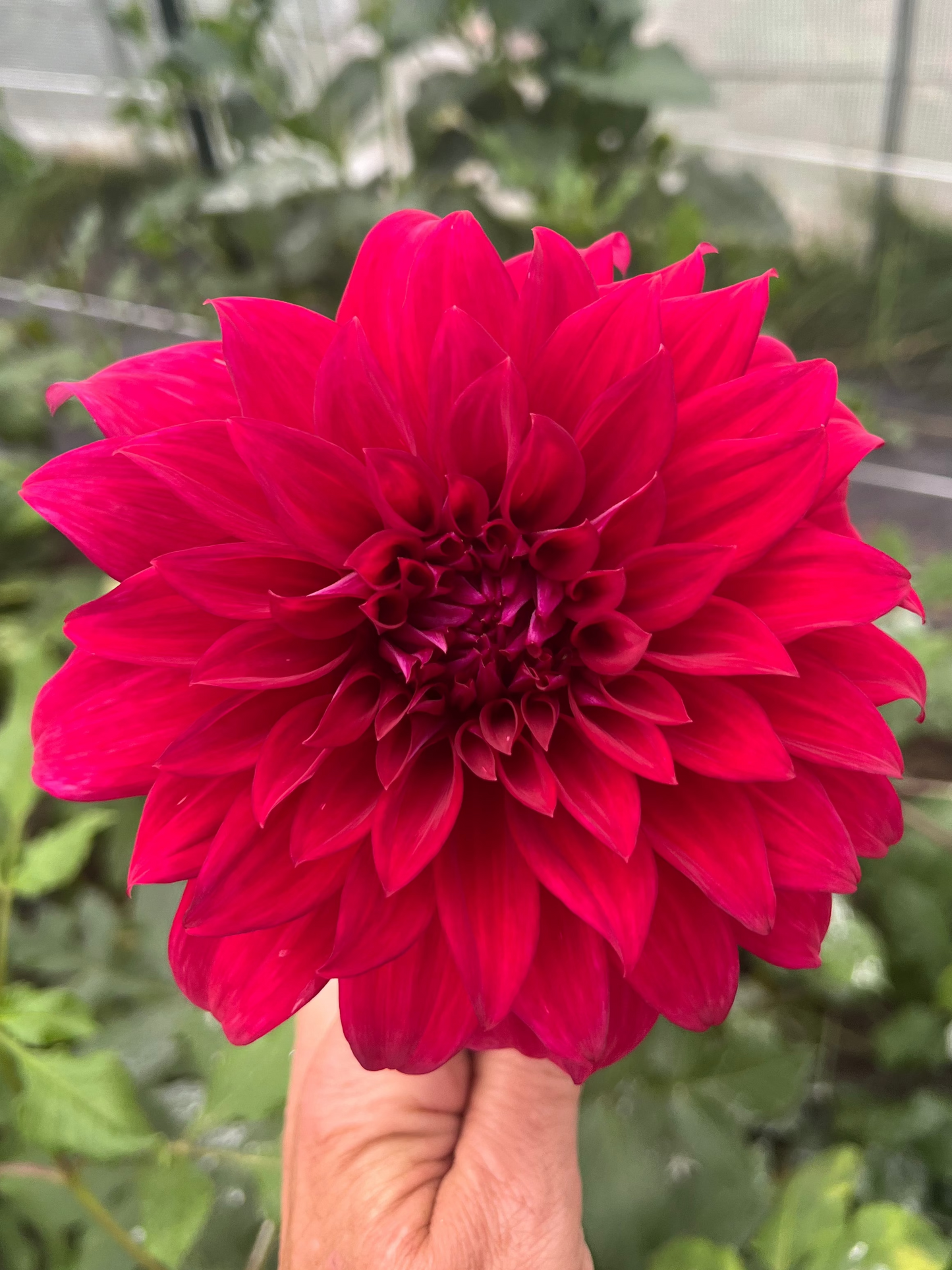 Babylon Red dahlia Halcyon Hill Gardens