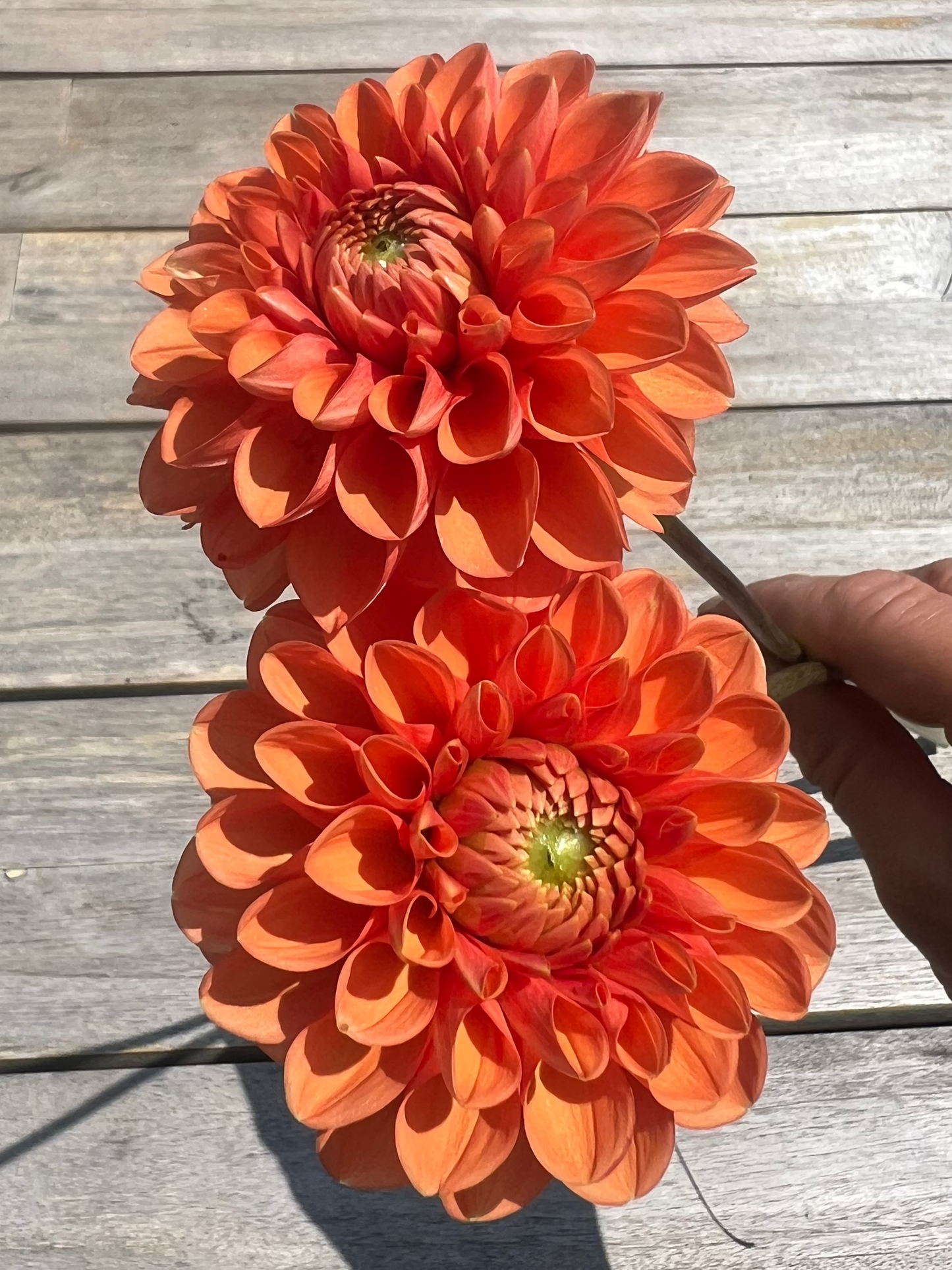 Beatrice Orange dahlia