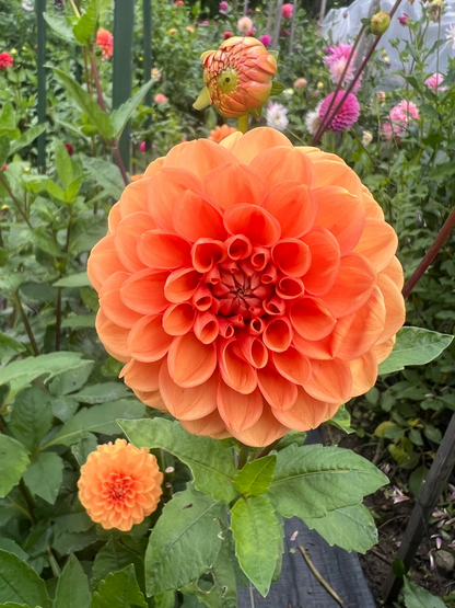 Beatrice Dahlia orange