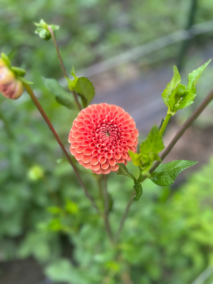 Beatrice orange dahlia