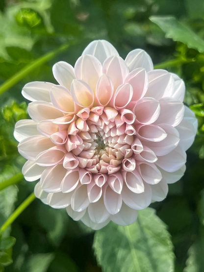 Bell's Sienna Rose dahlia