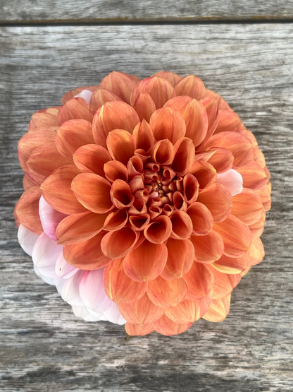 Bell's Sienna Rose dahlia