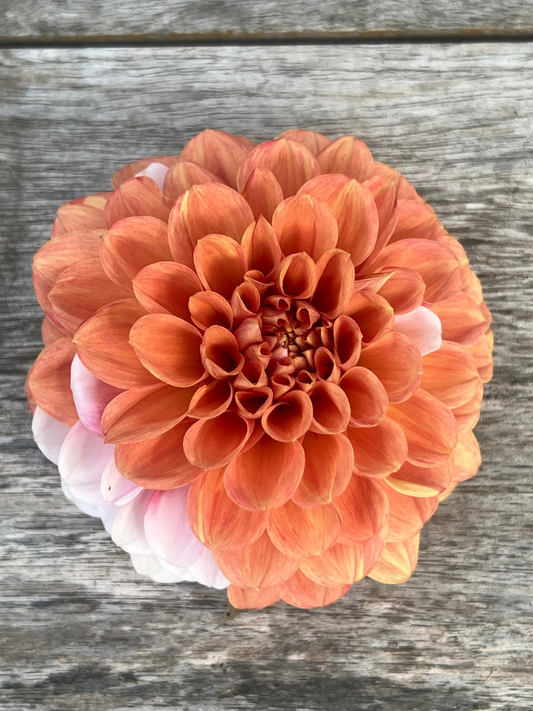 Bell's Sienna Rose dahlia