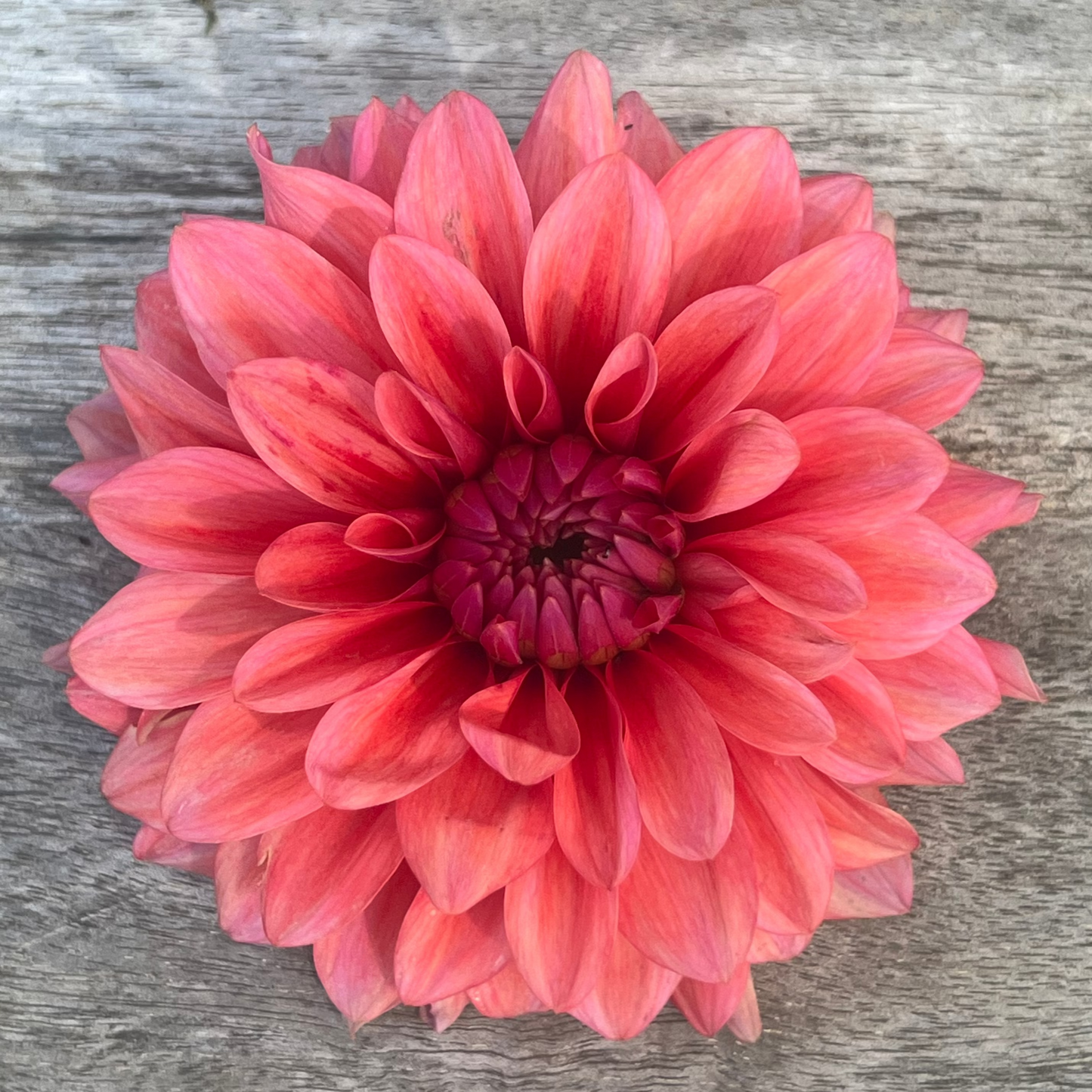 Bella Raimi dahlia