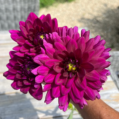Berner Oberland dahlia Halcyon Hill Gardens