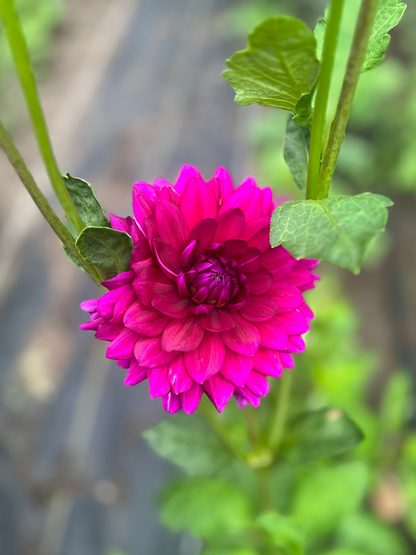 Berner Oberland dahlia Halcyon Hill Gardens