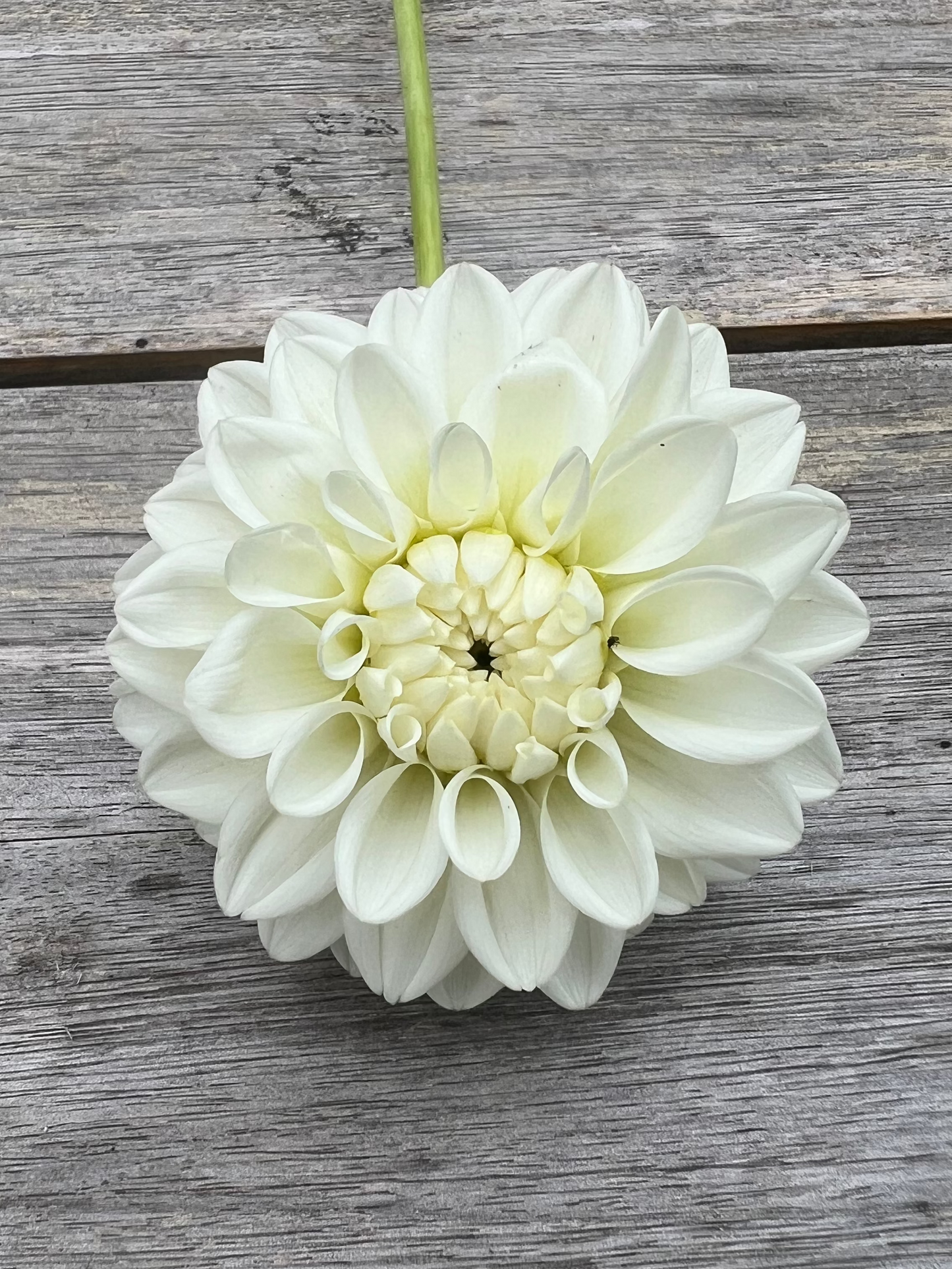 White dahlia