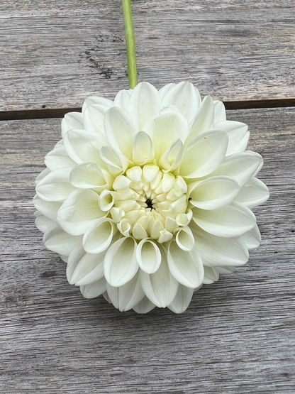 White dahlia