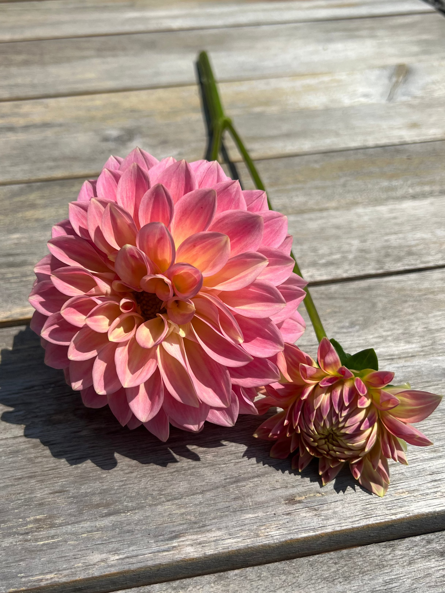 Bloomquist Alan dahlia Halcyon Hill Gardens