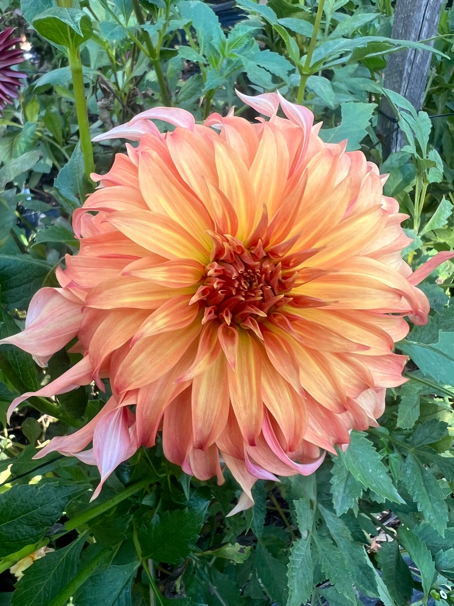 Bloomquist Jean Triple Wren Farms orange and yellow informal decorative dahlia
