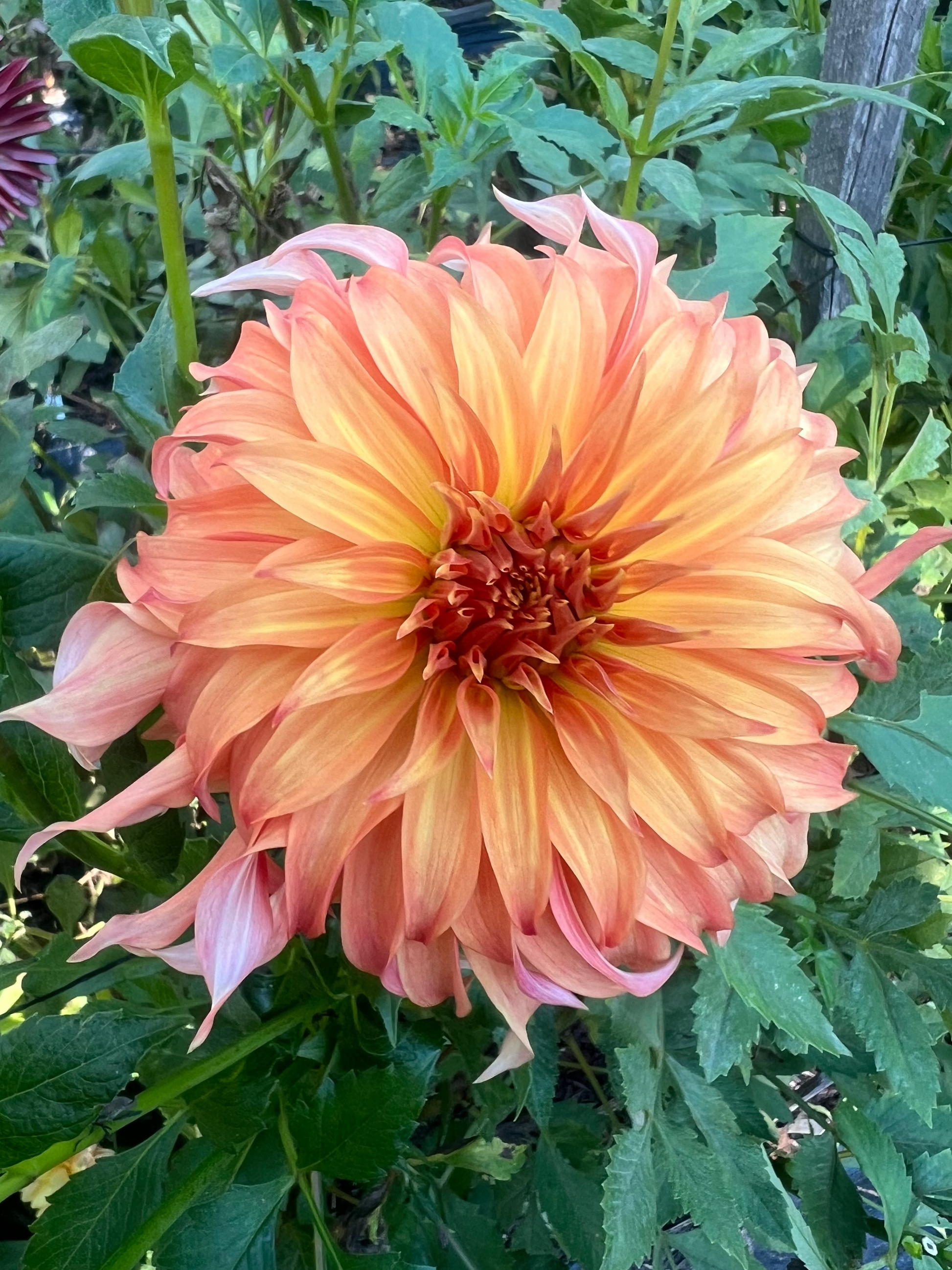 Bloomquist Jean Triple Wren Farms orange and yellow informal decorative dahlia
