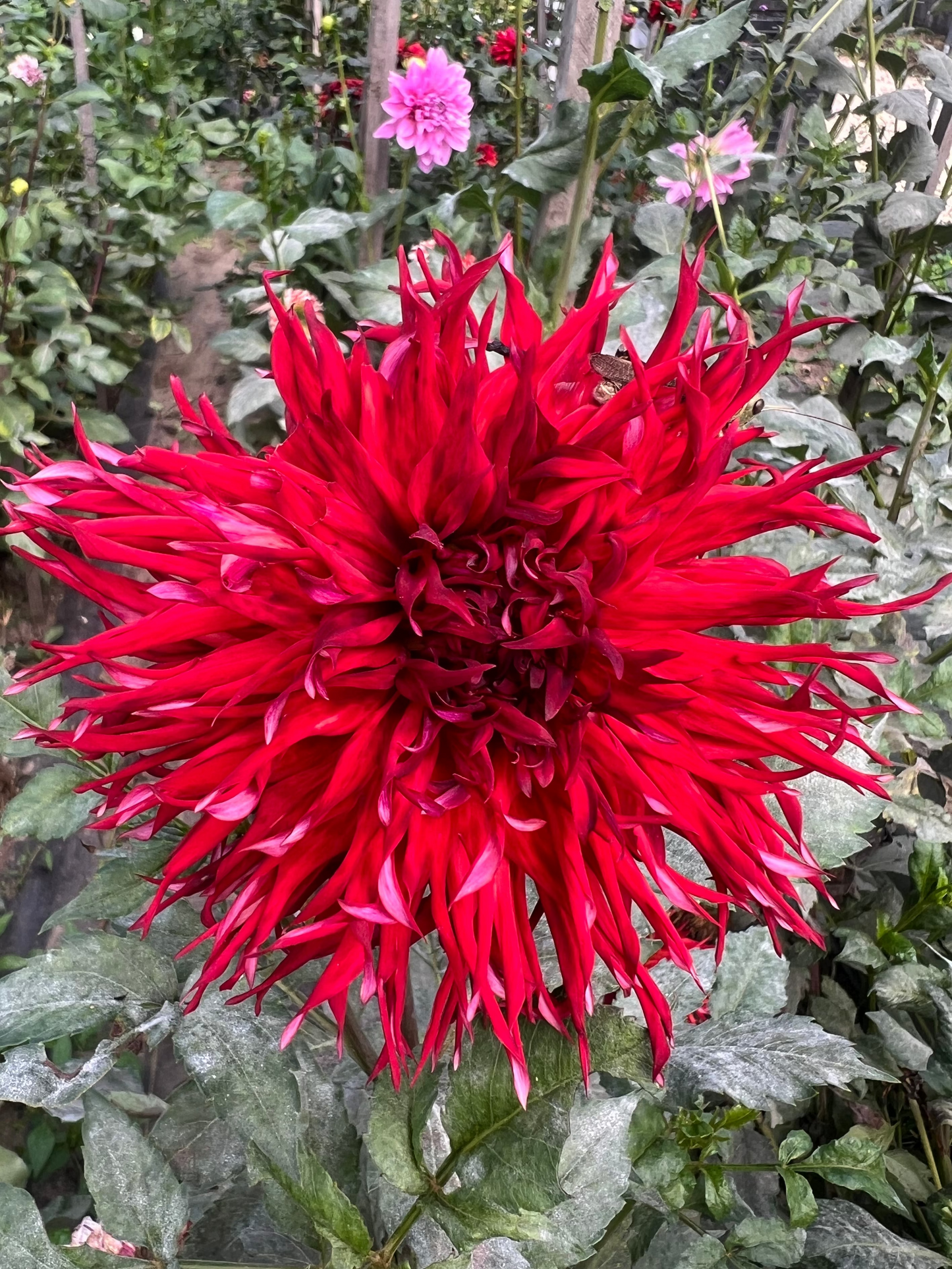 red cactus type dahlia 
