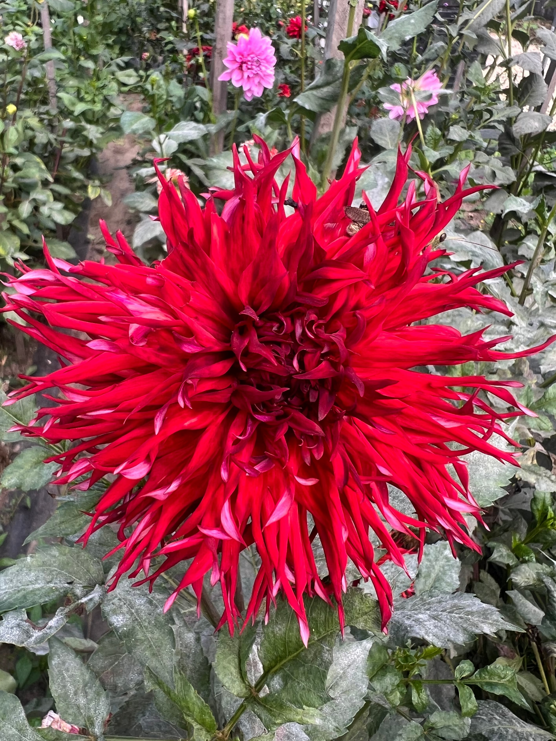 red cactus type dahlia 