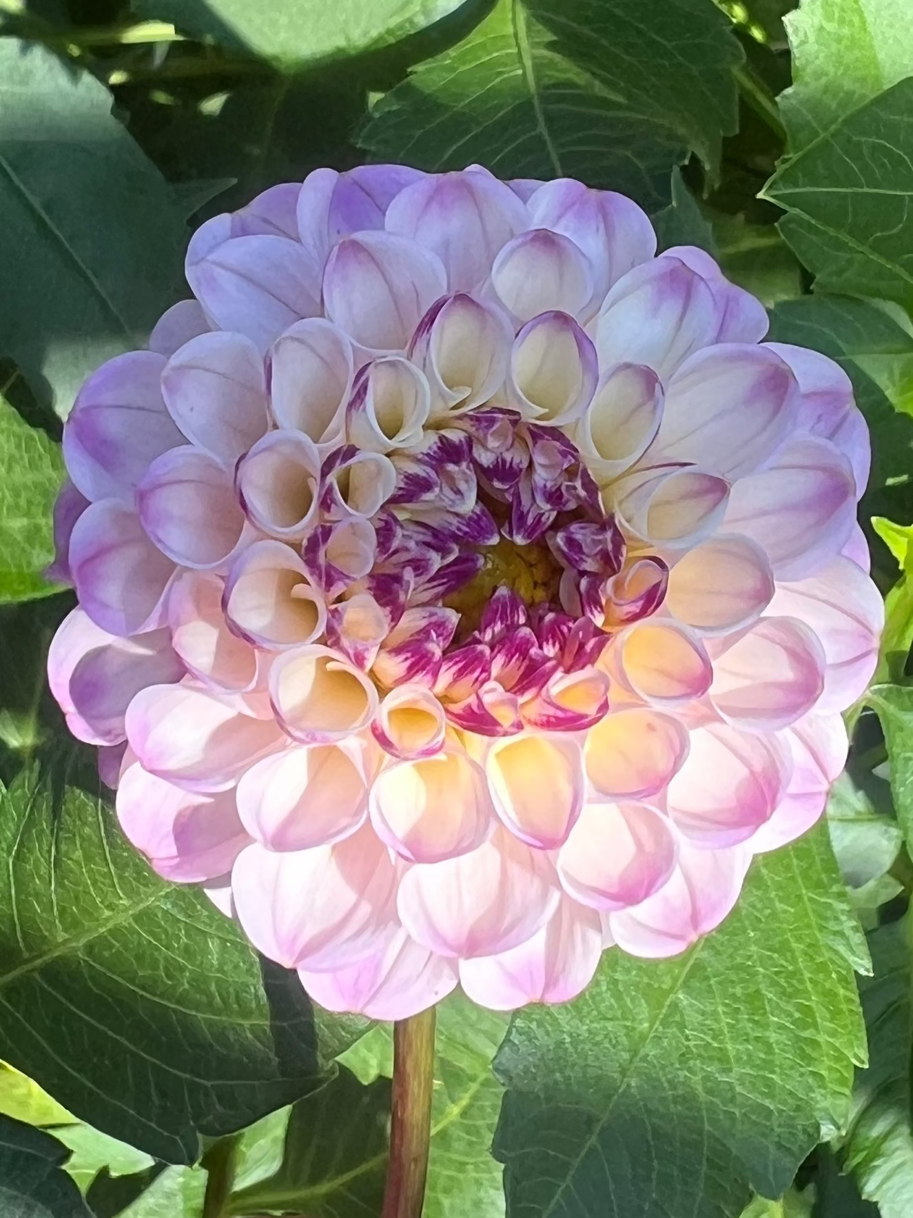 Bloomquist Wonderful dahlia pink dahlia