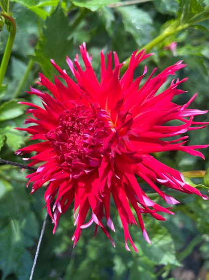 cactus type dahlia red triple wren farms