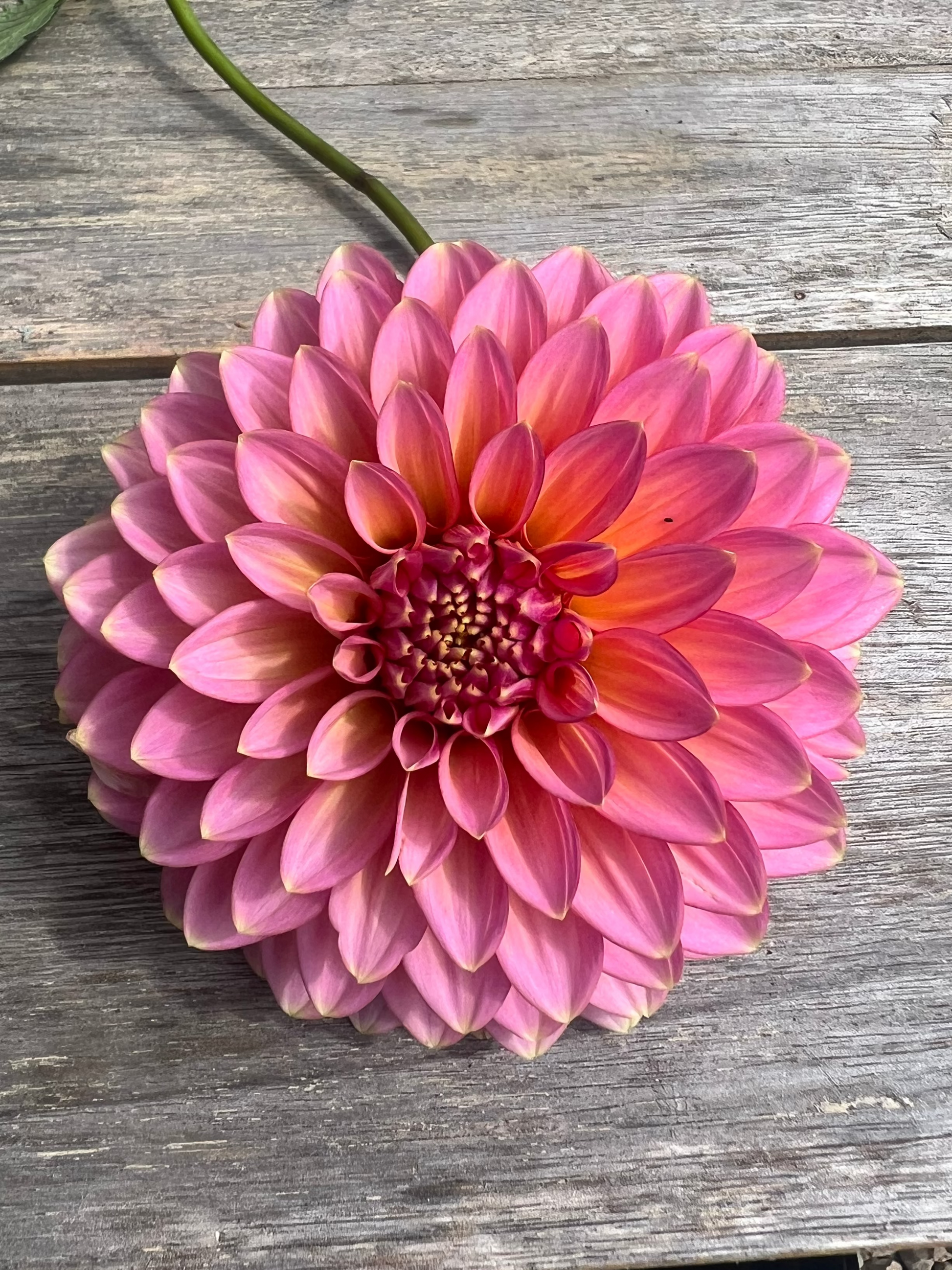 Bloomquist Mojo Triple Wren Farms coral pink dahlia