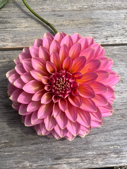 Bloomquist Mojo Triple Wren Farms coral pink dahlia
