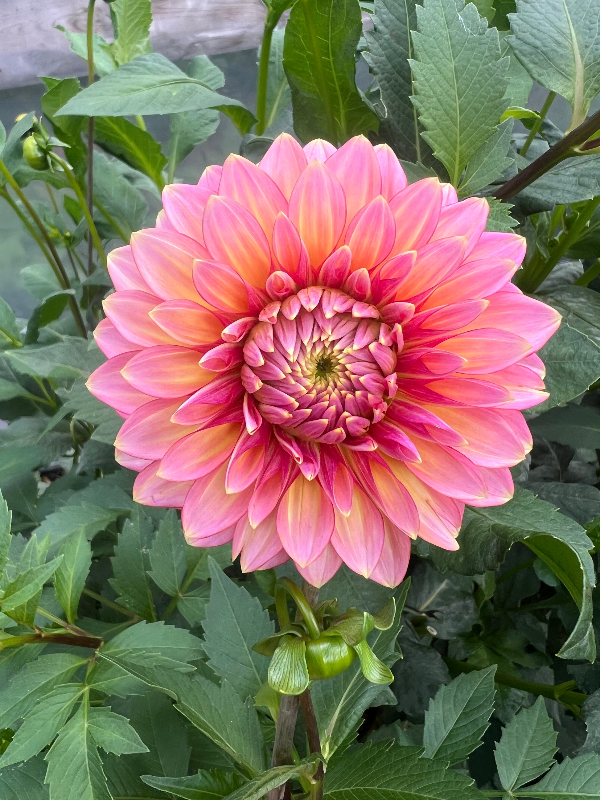 Bloomquist Mojo pink and yellow dahlia Triple Wren Farms