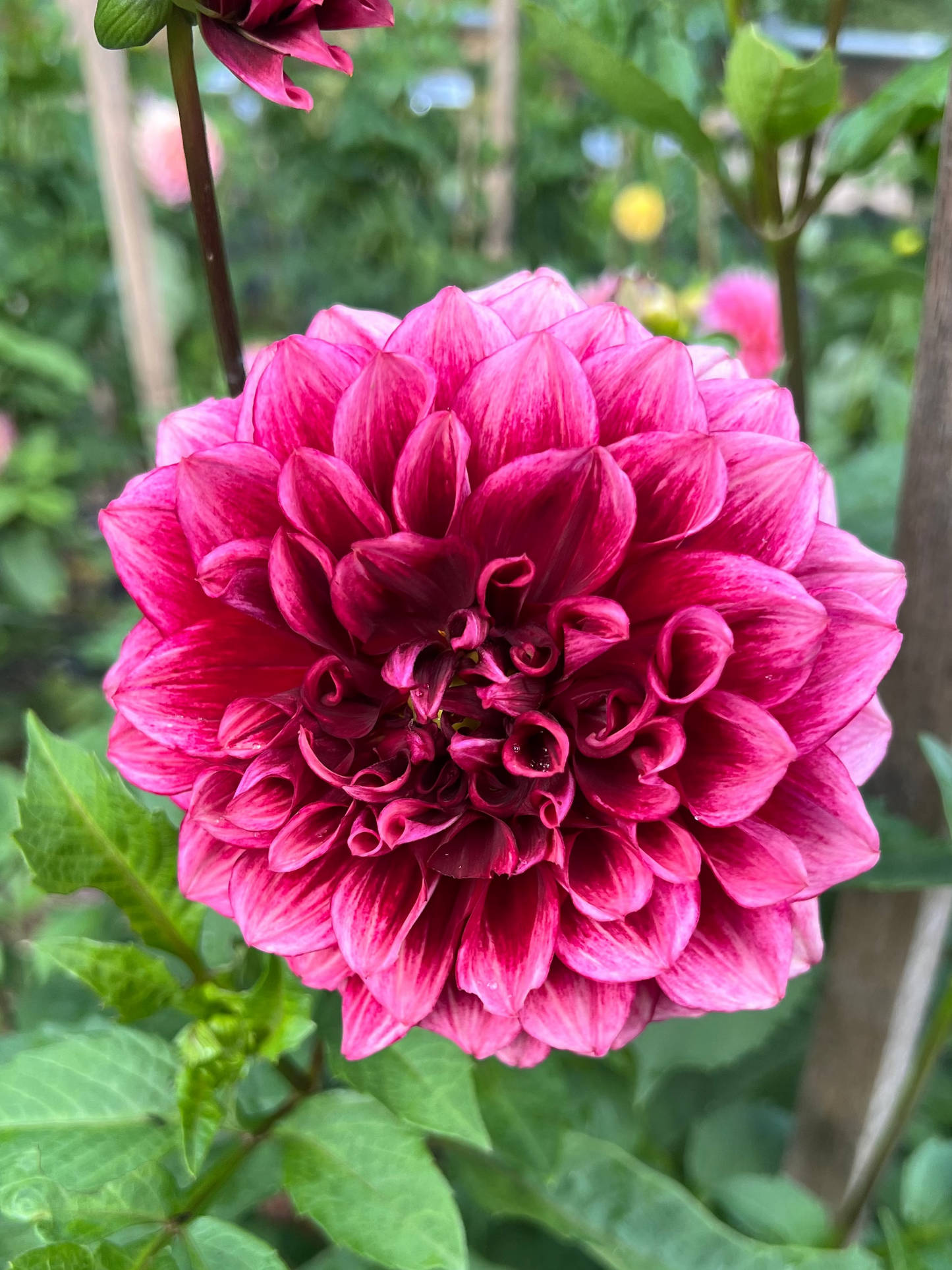 muted dark rose colored dahlia