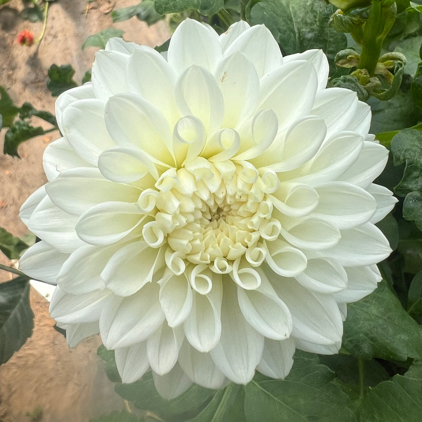 Boom Boom White dahlia