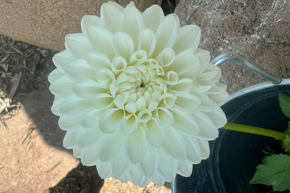Boom Boom White dahlia