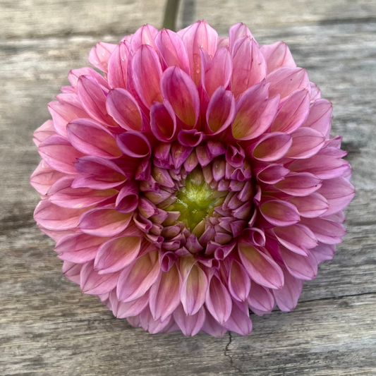Bracken Rose dahlia