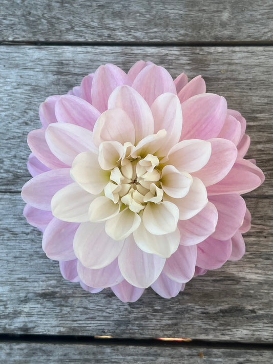 Bracken Ballerina dahlia