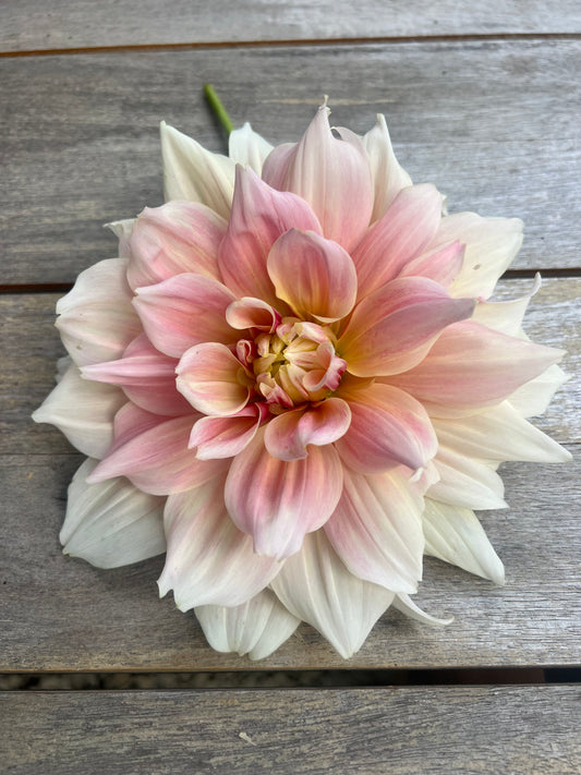 A single large dahlia flower with layered pink and cream petals, photographed from above on a weathered gray wooden surface. Breakout dahlia