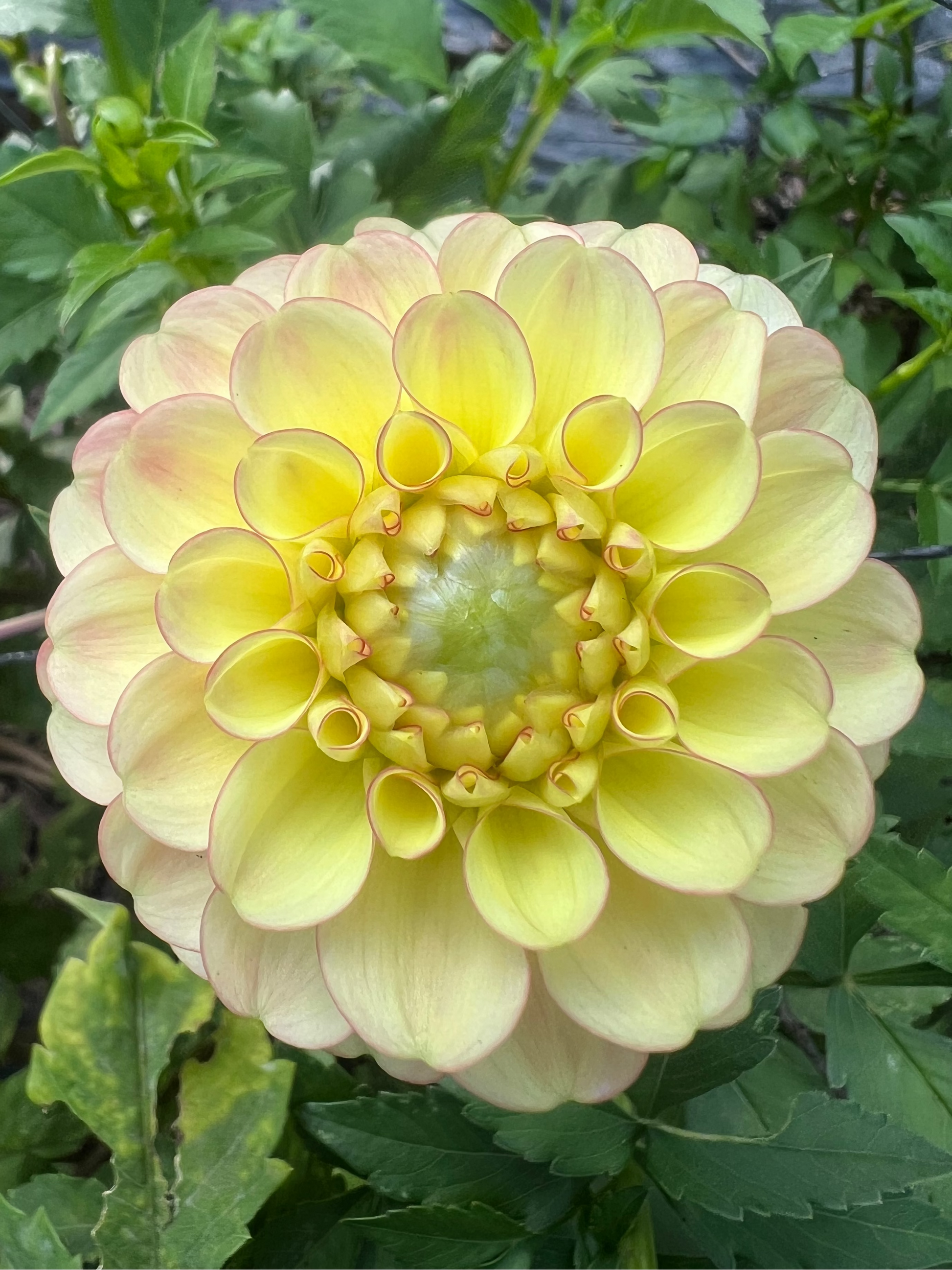 Burfoot Eva from Burfoot Flowers  pale yellow with pink tinged edges.