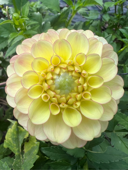 Burfoot Eva from Burfoot Flowers  pale yellow with pink tinged edges.