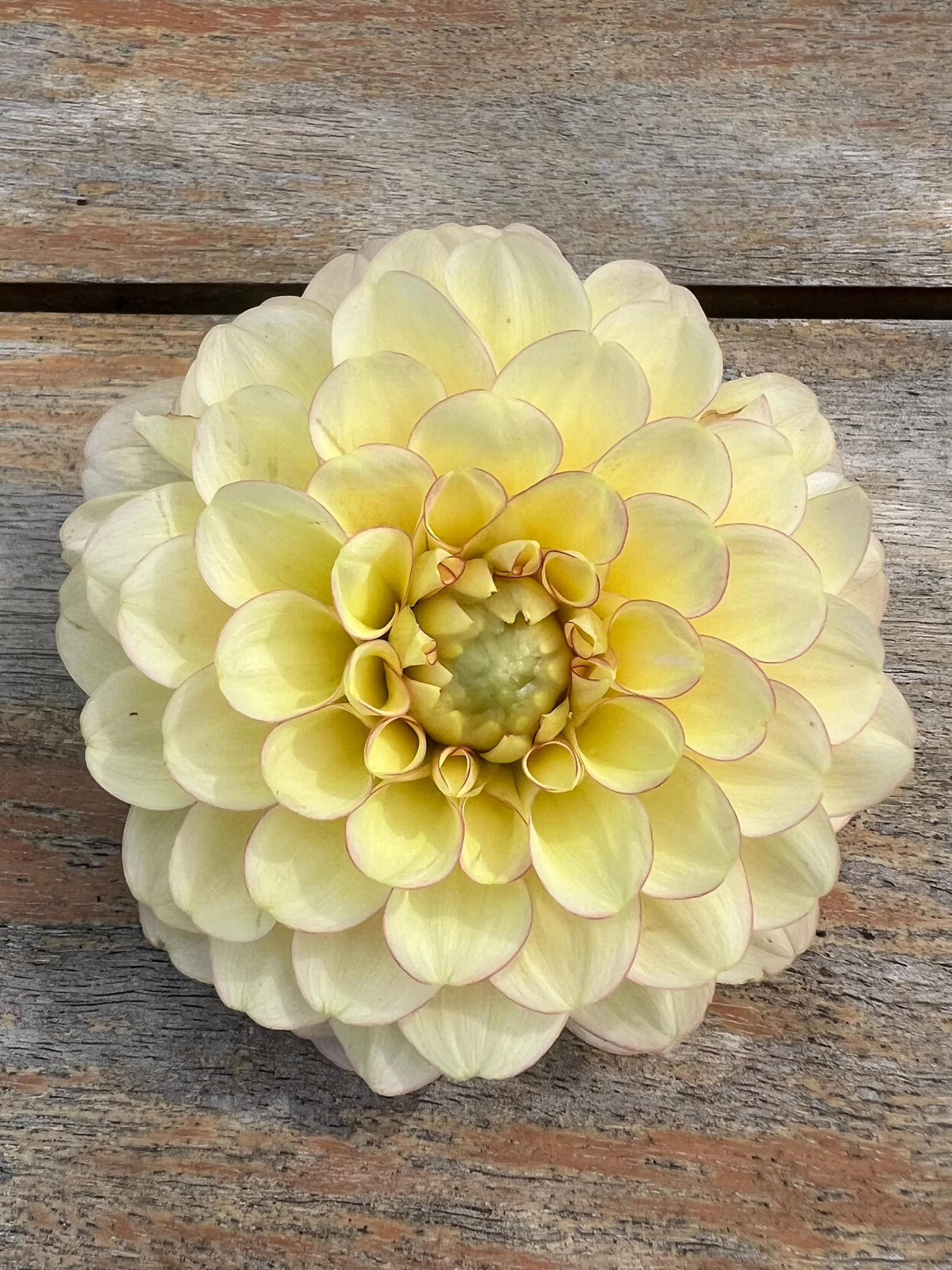 Burfoot Eva dahlia pale yellow with pink tinged edges from Burfoot Flowers