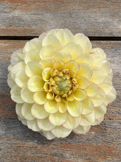 Burfoot Eva dahlia pale yellow with pink tinged edges from Burfoot Flowers