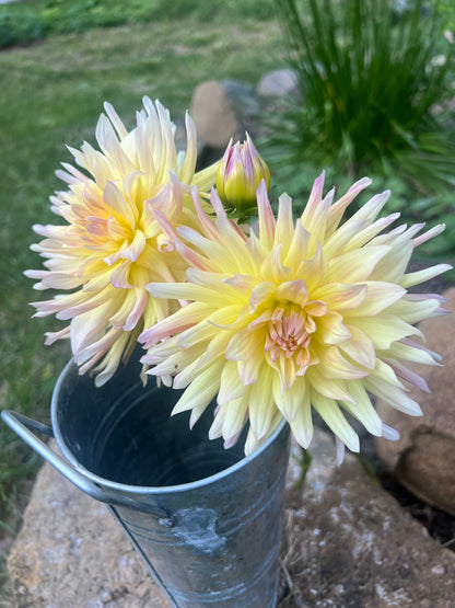 Cabana Banana dahlia Halcyon Hill Gardens