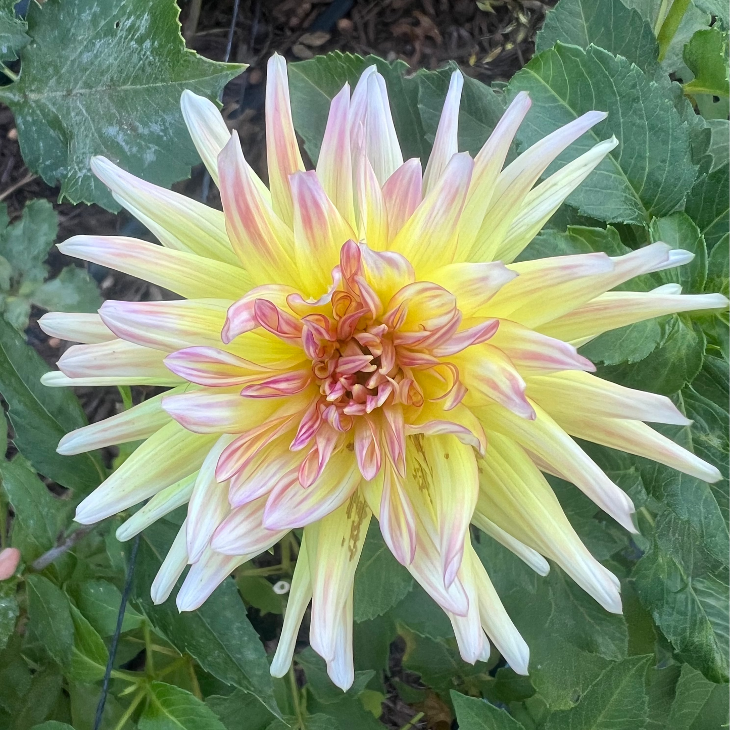 Cabana Banana dahlia Halcyon Hill Gardens