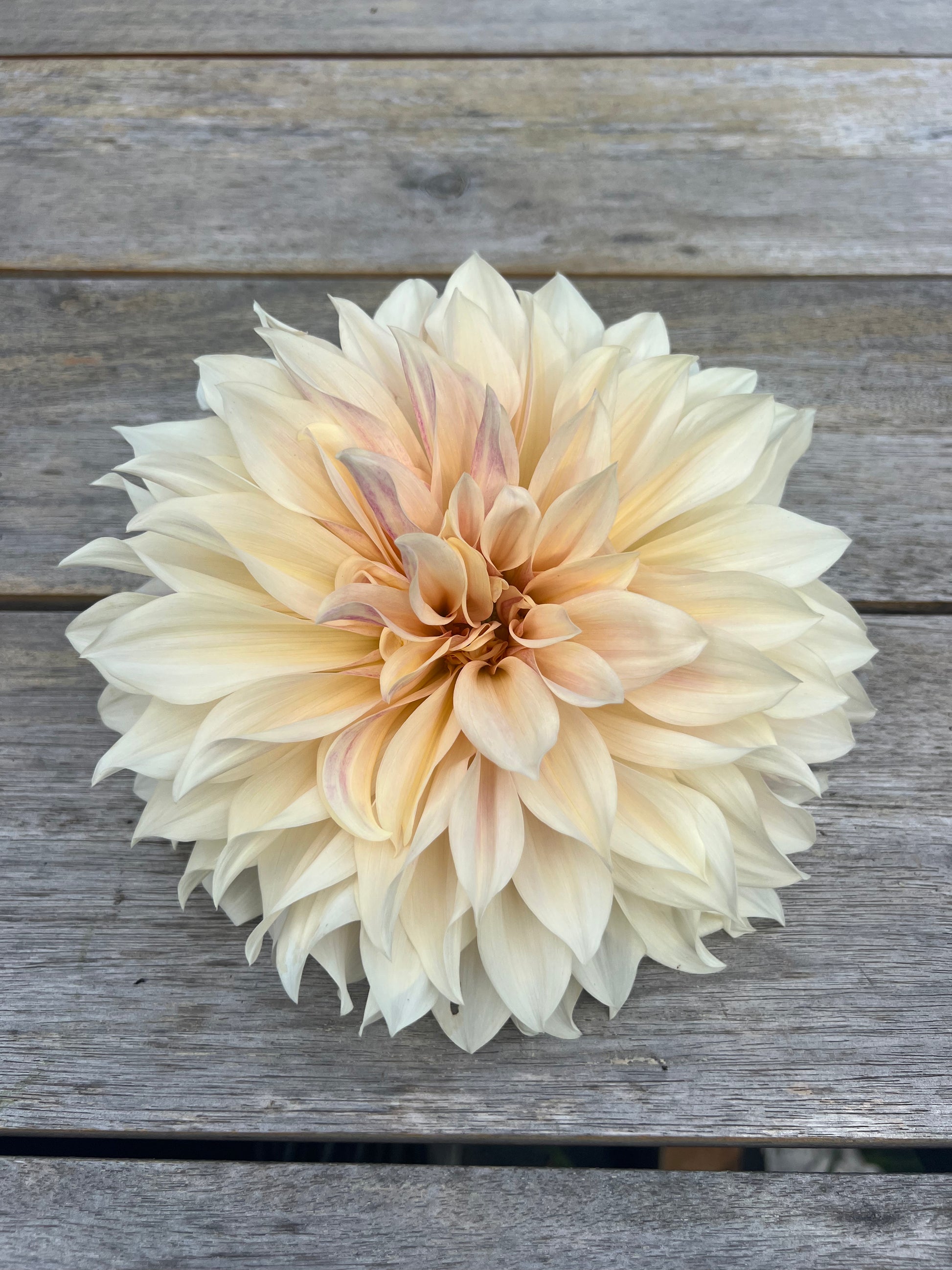 Cafe au Lait dinner plate dahlia pale blush and pink