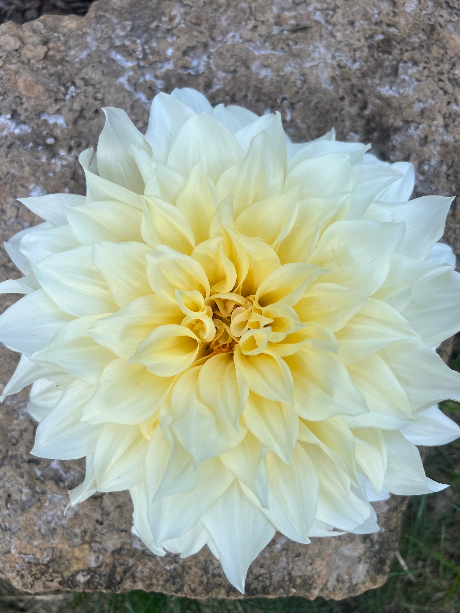 Cafe au Lait Supreme dahlia