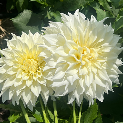 Cafe au Lait Supreme dahlia
