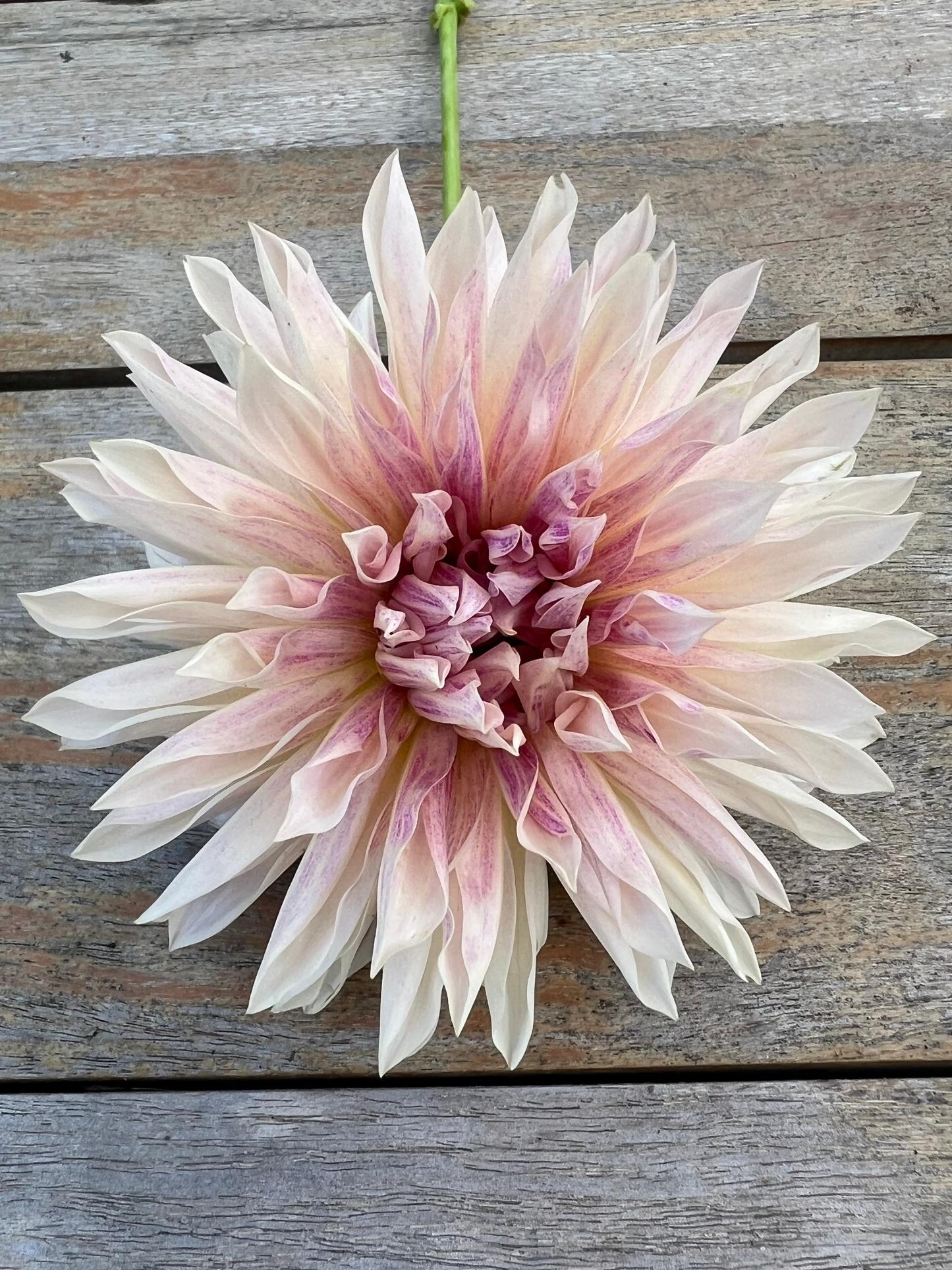 Cafe de Paris dahlia pale pink  and blush Halcyon Hill Gardens