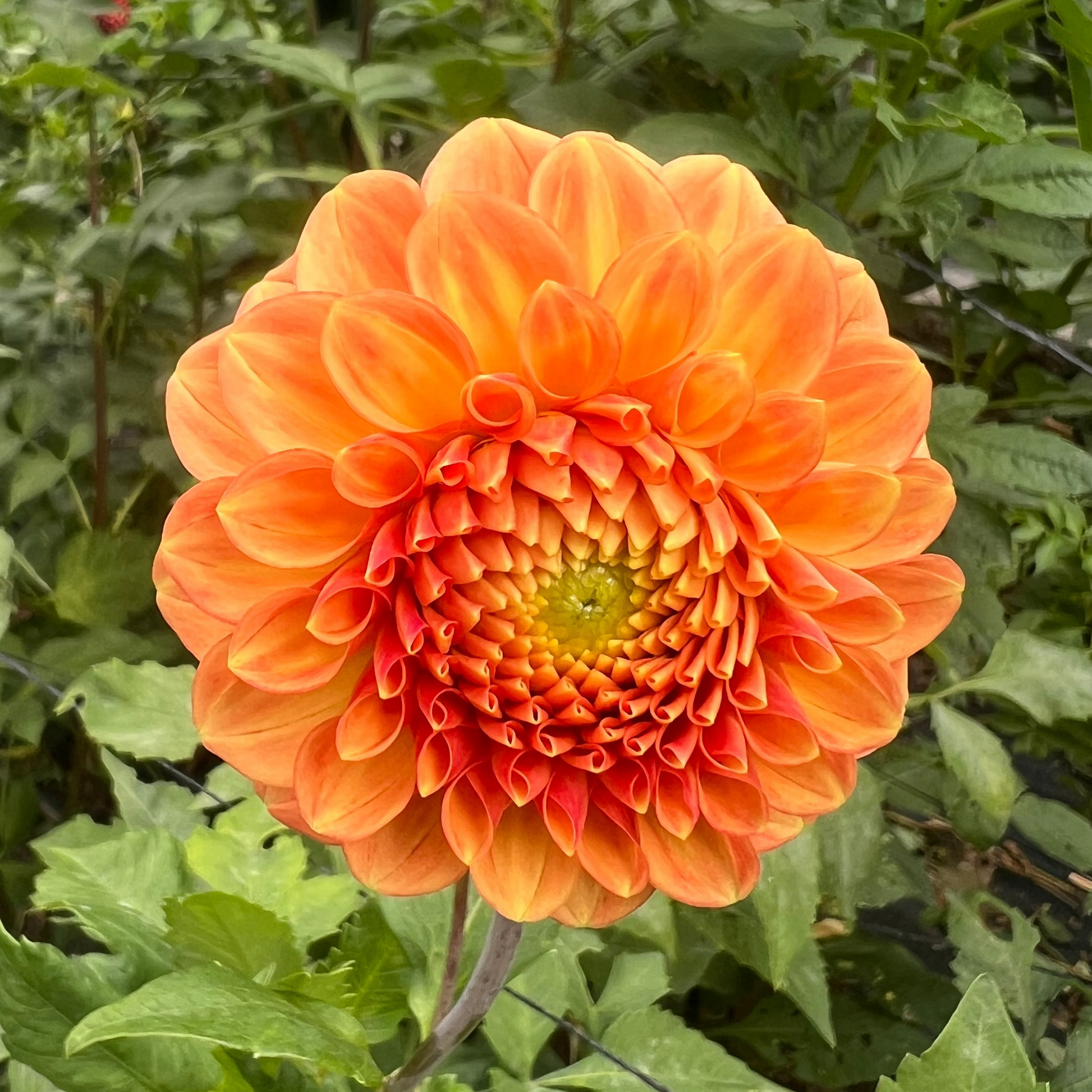Camano Buz dahlia orange Halcyon Hill Gardens