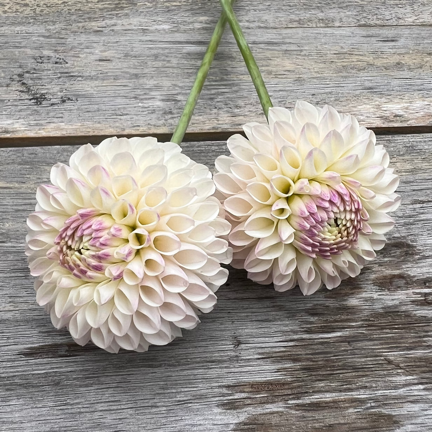 Camano Zoe dahlia Halcyon Hill Gardens