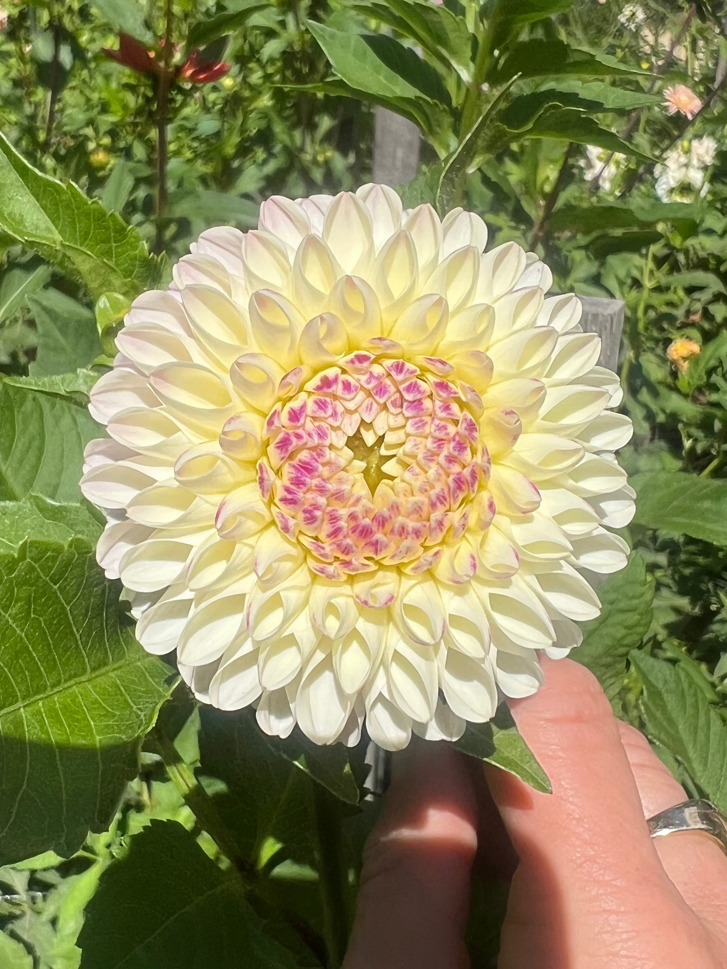 Camano Zoe dahlia Halcyon Hill Gardens