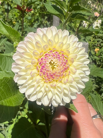Camano Zoe dahlia Halcyon Hill Gardens