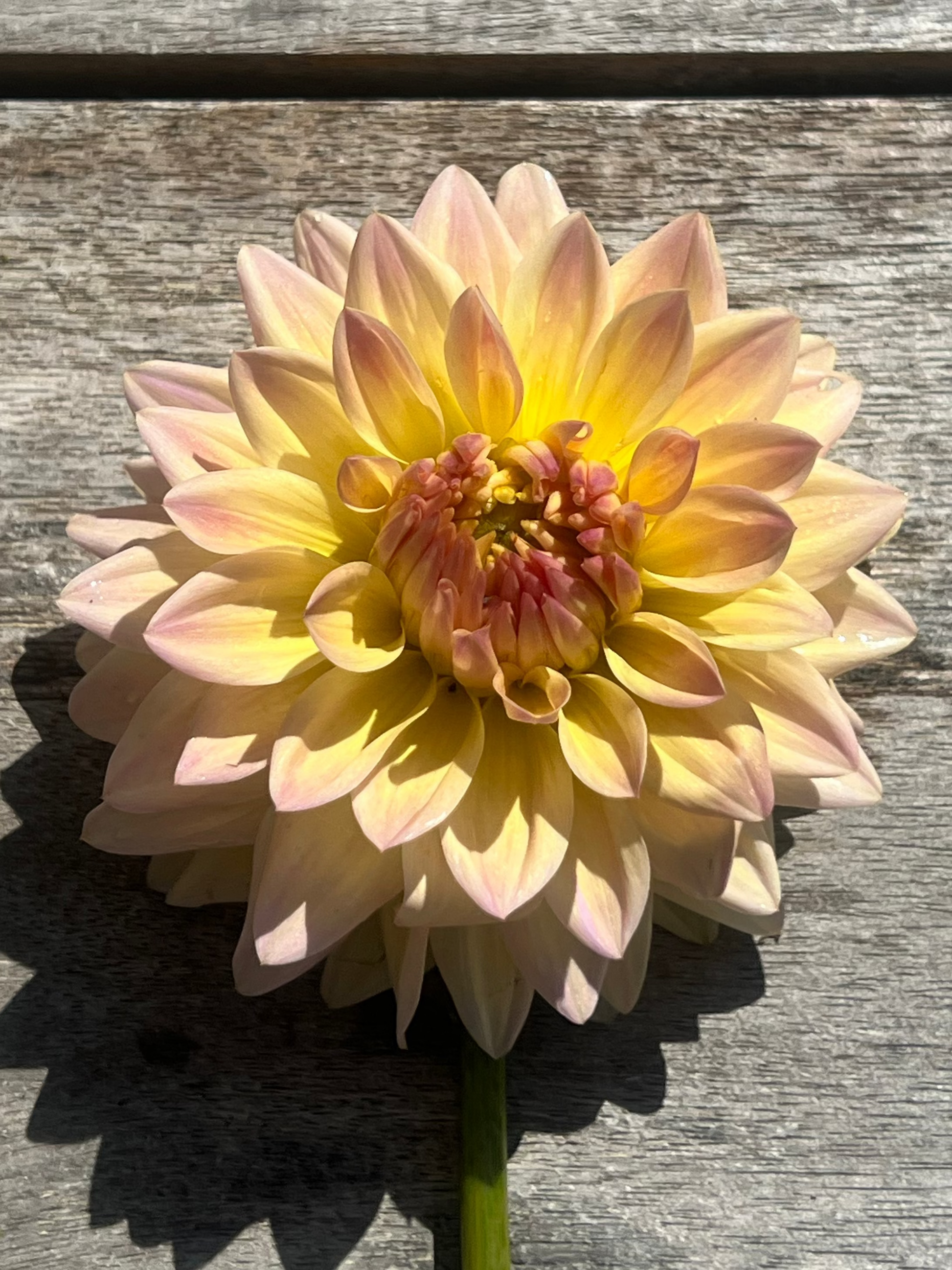 Canoz Jaguar dahlia
