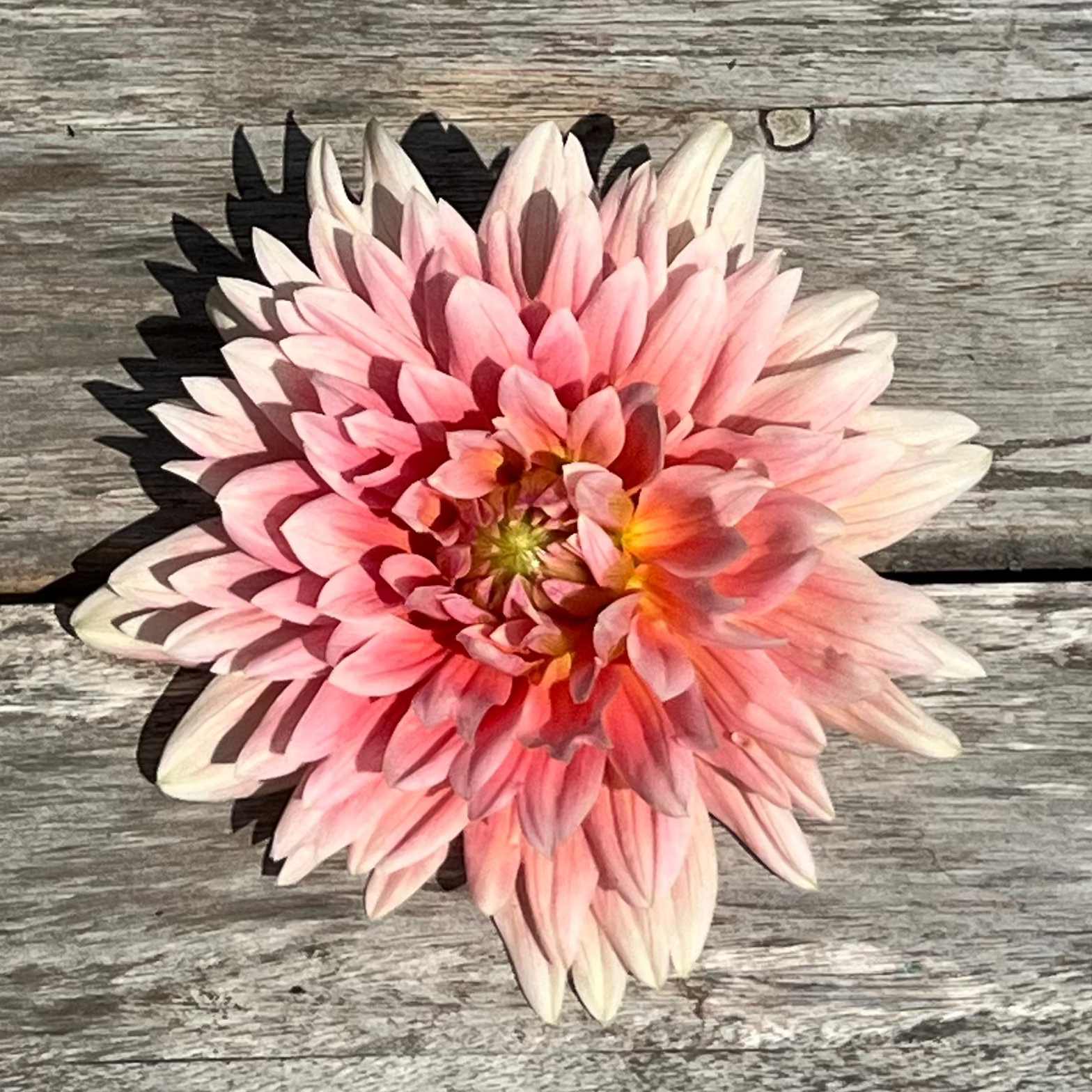 A single pink dahlia flower with white tips and a yellow center, placed on a weathered gray wooden plank surface. Carolina Wagemans dahlia