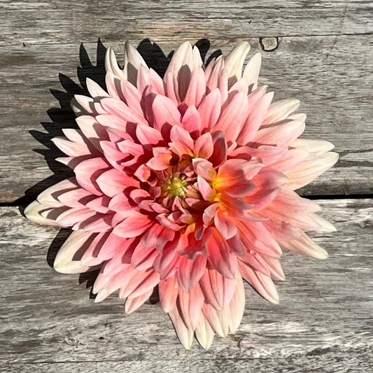 A single pink dahlia flower with white tips and a yellow center, placed on a weathered gray wooden plank surface. Carolina Wagemans dahlia