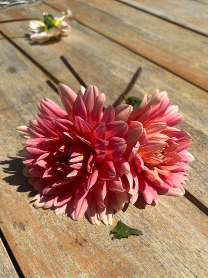 Carolina Wagemans dahlia