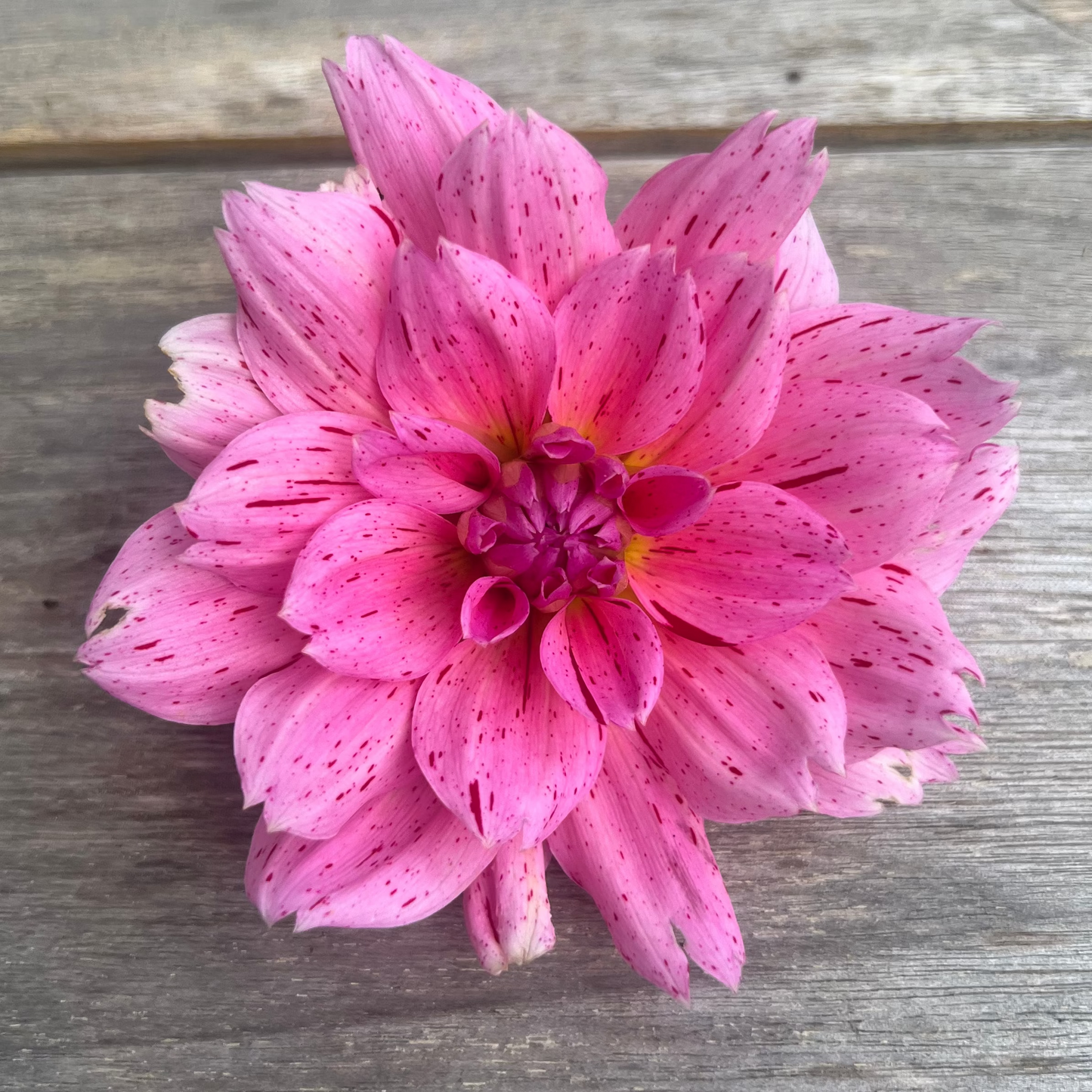 Cha Ching dahlia pin k with red flecks Halcyon Hill Gardens