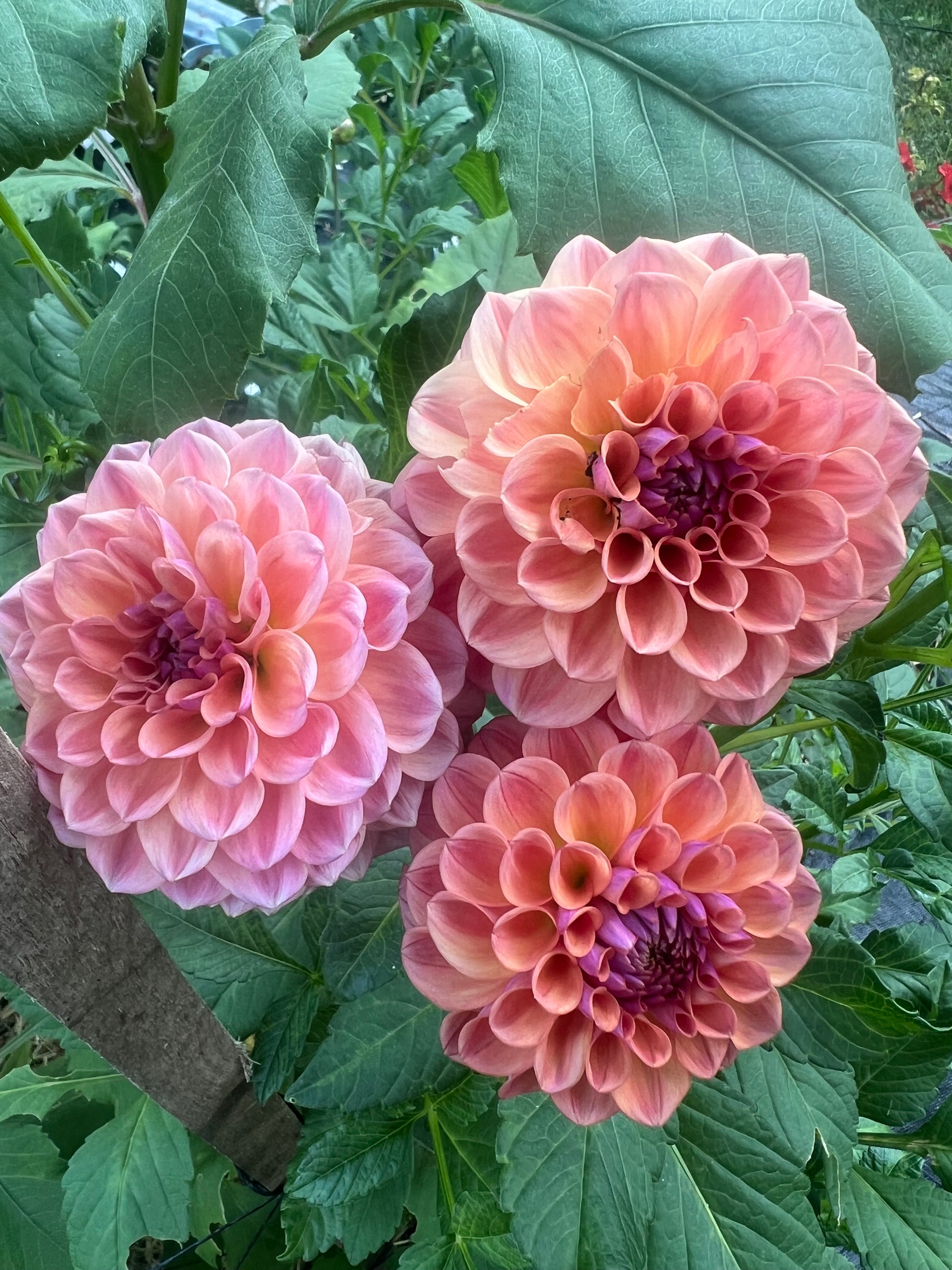 Chewy Dahlia
