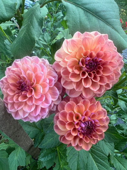 Chewy Dahlia
